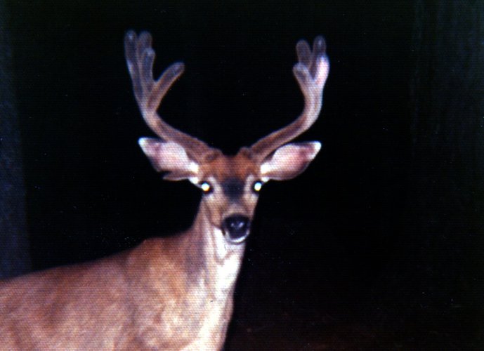 BLACKTAIL 3.jpg