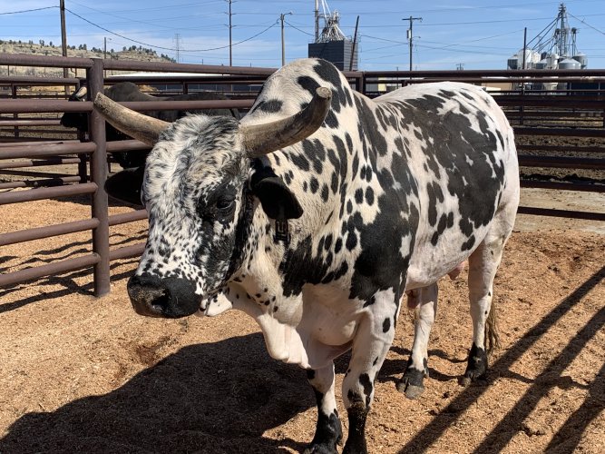 IMG_6746.jpeg IMG_6746.jpeg