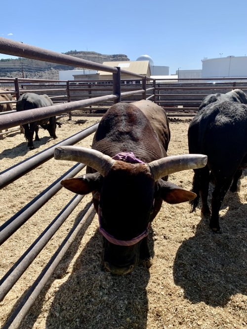 IMG_6752.jpeg IMG_6752.jpeg