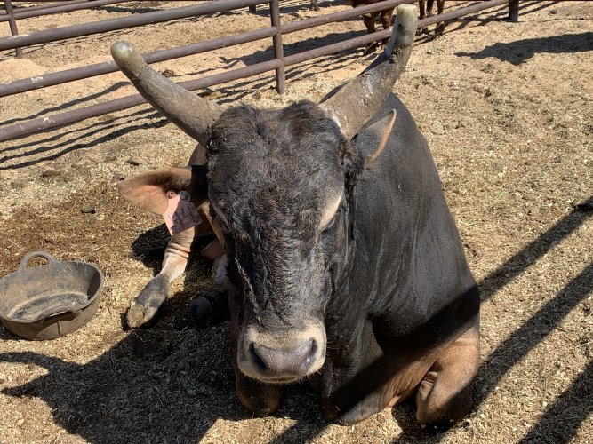 IMG_6736.jpeg IMG_6736.jpeg