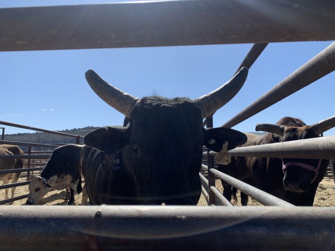 IMG_6732.jpeg IMG_6732.jpeg