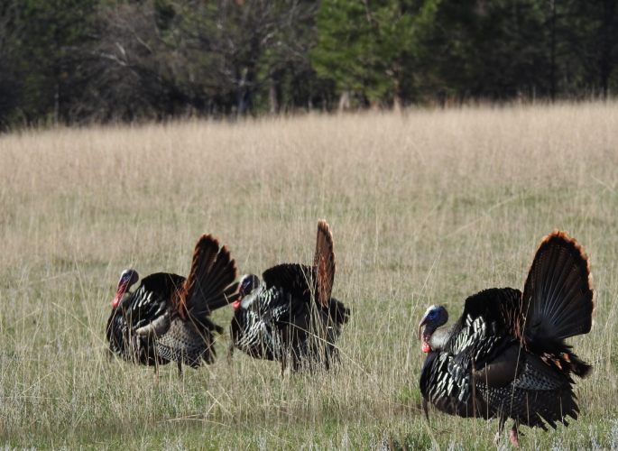 3Gobblers.png