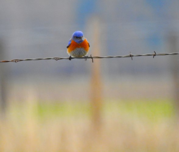 westernbluebird_fenceline.JPG