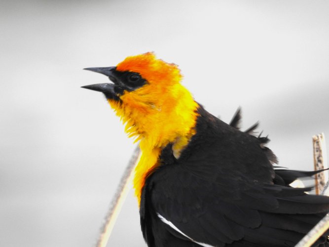 YellowHeadedBlackbird.JPG