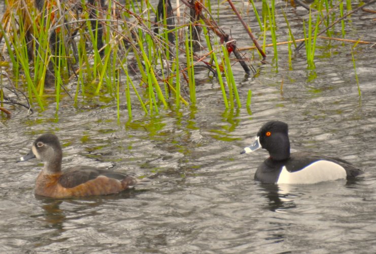 RingneckDucks4.JPG