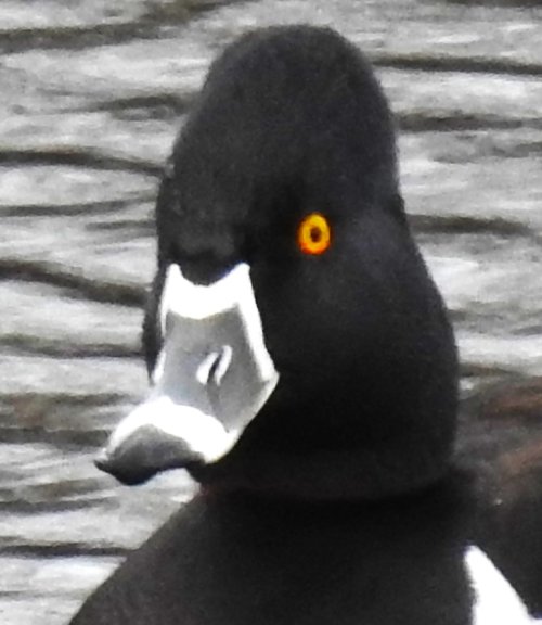 mugshot_RingNeckDuck.JPG