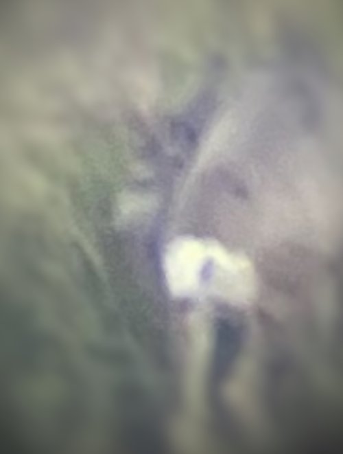 IMG_5075.jpeg