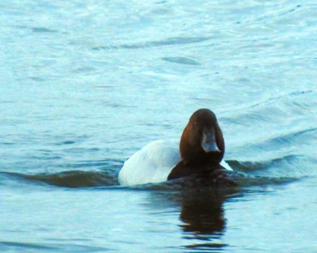 Canvasback_Incoming.JPG