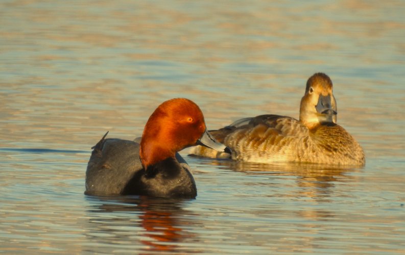 sunset_RedheadsResized.jpg