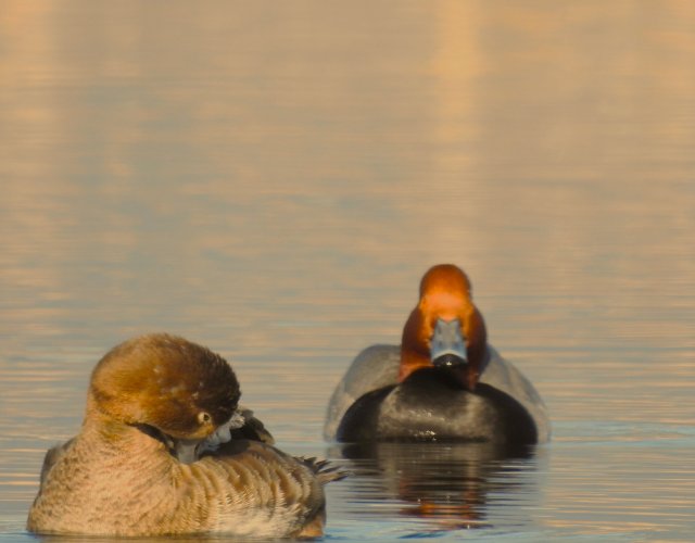 Sunset_redhead_Pair.jpg