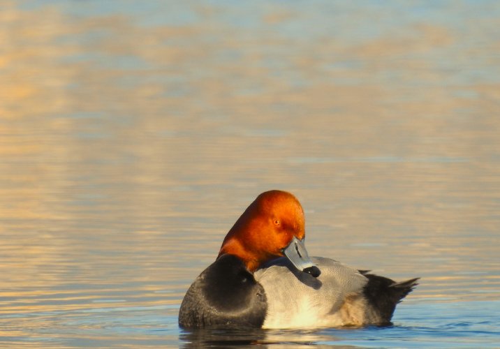 redhead886_rotated12degrees.jpg