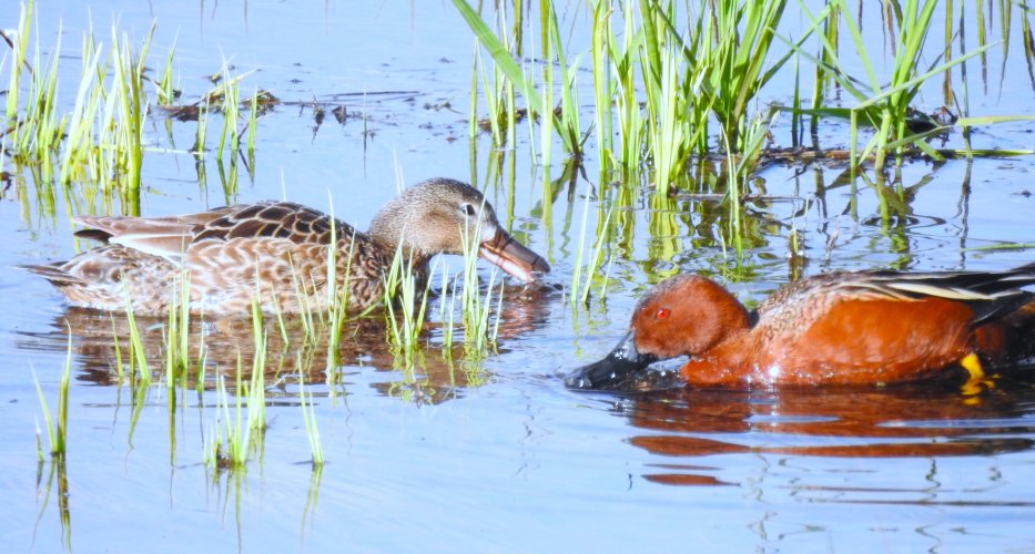 CinnPairFeeding2.JPG