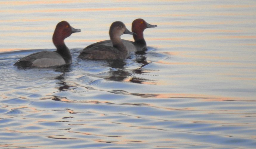 earlymorning_cans_redhead_openwater.JPG