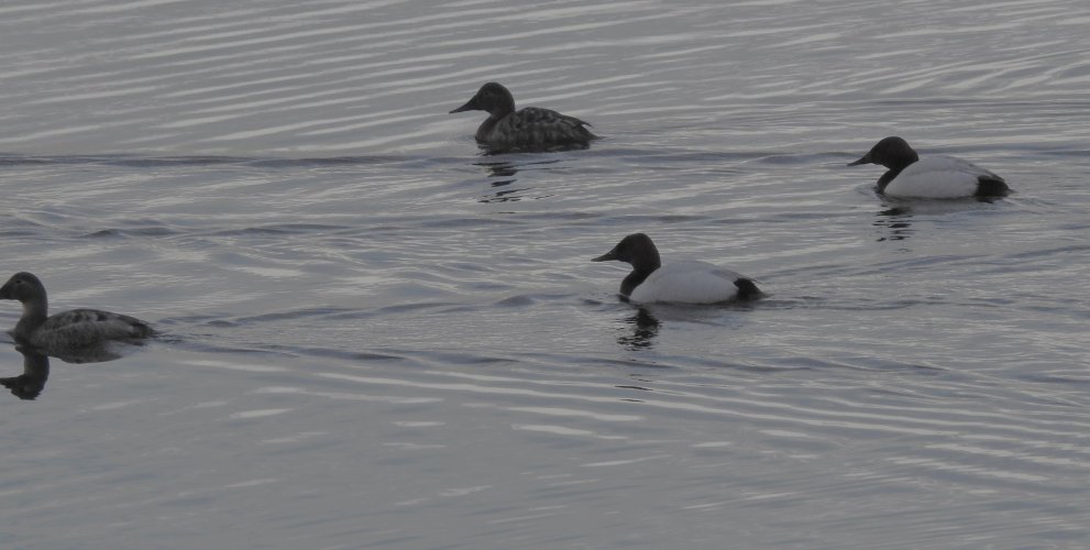 canvasbacks_dawn.JPG