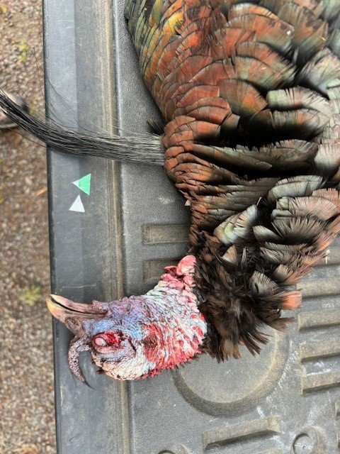 240427 Turkey Hunting 2.jpg 240427 Turkey Hunting 2.jpg