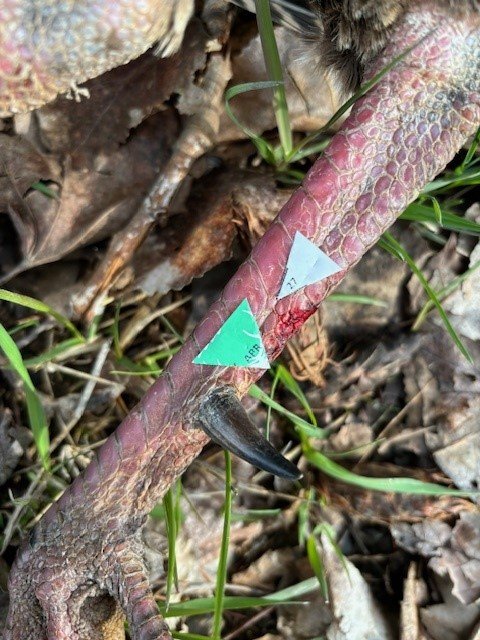 240427 Turkey Hunting 3.jpg 240427 Turkey Hunting 3.jpg
