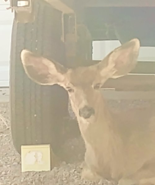 deer under camper 4.29.24.jpg