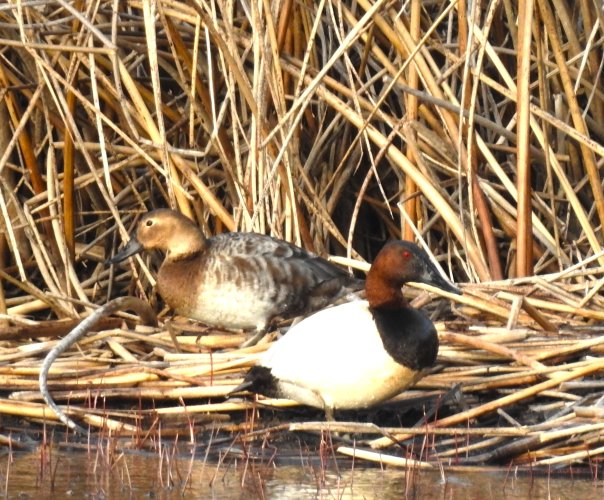 Cattails.JPG