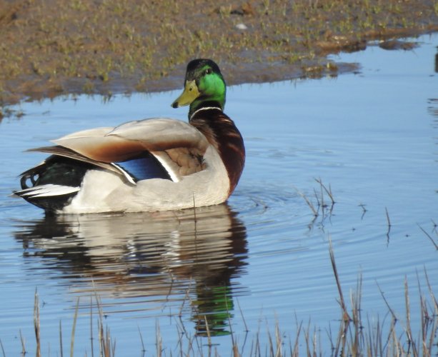 DrakeMallard5.JPG