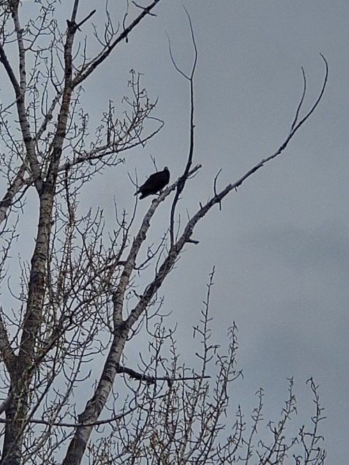 Vulture roost.jpg