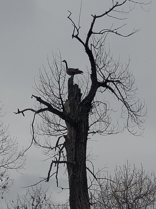 Goose roost.jpg