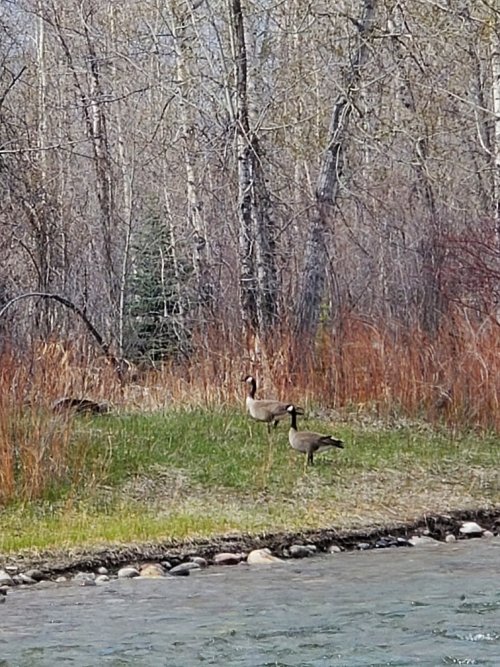 Honkers across river.jpg