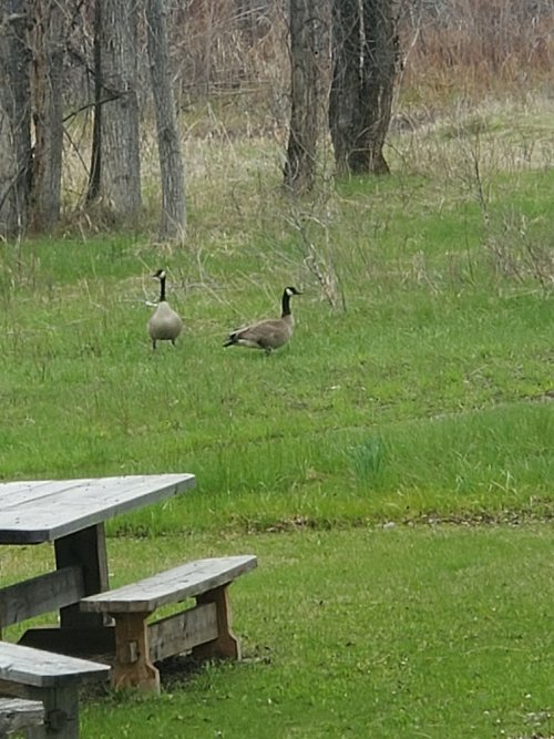 Honkers picnic.jpg