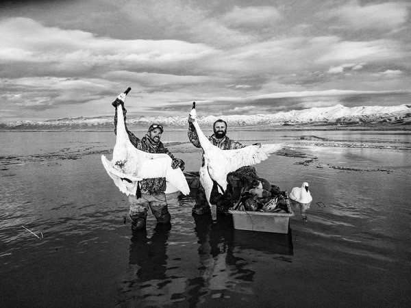 swans.jpg swans.jpg
