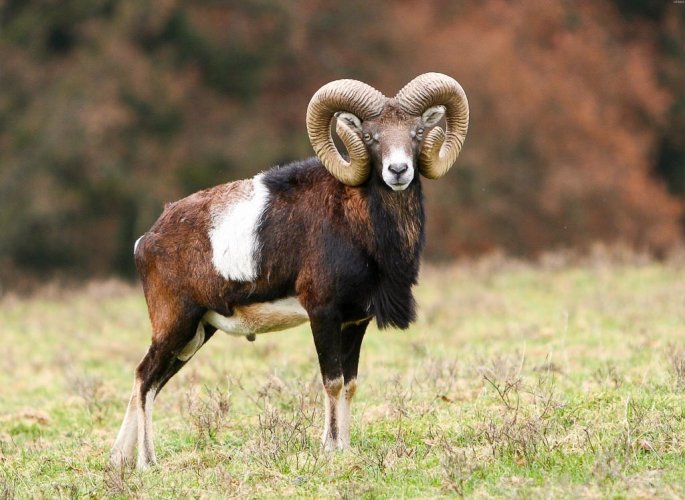 European-Mouflon.jpg European-Mouflon.jpg