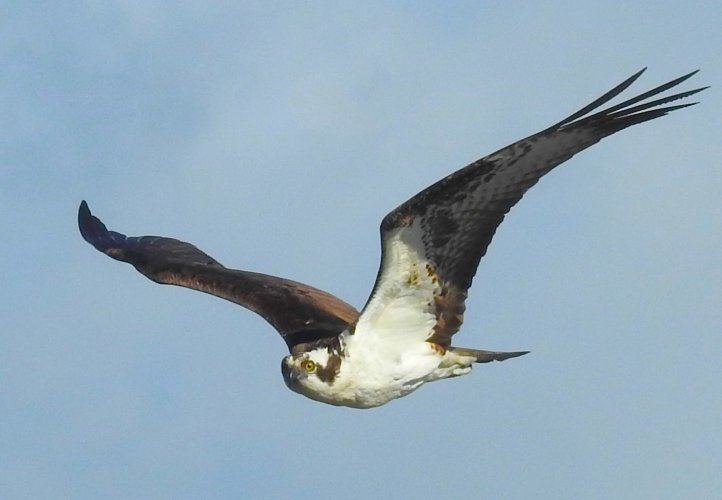 Osprey2.JPG