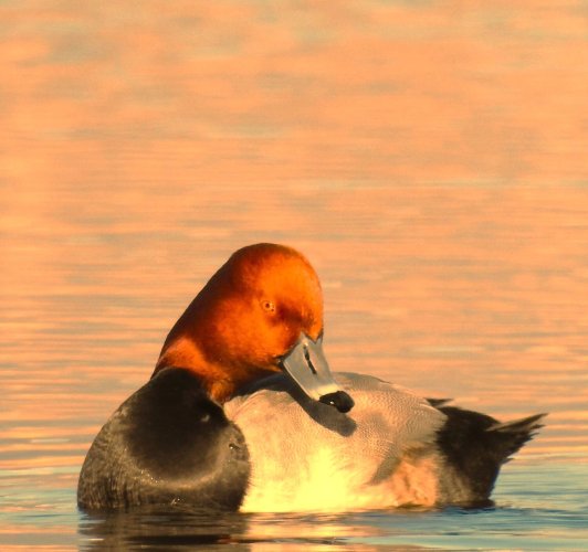 redhead_sunset_blur85.jpg