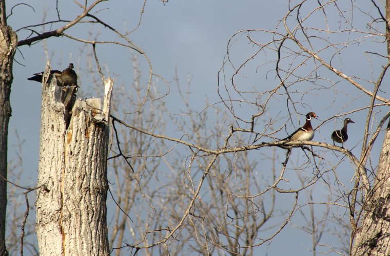 wood duck 3.JPG