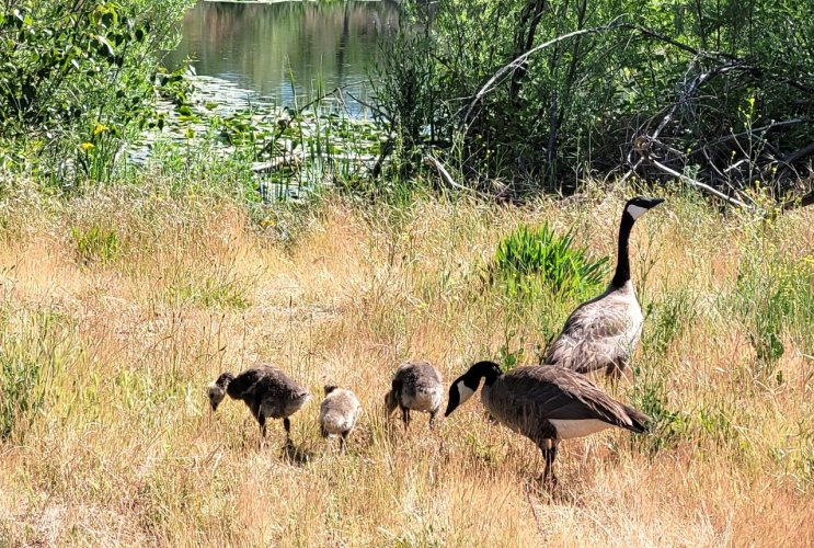 goose family2.jpg