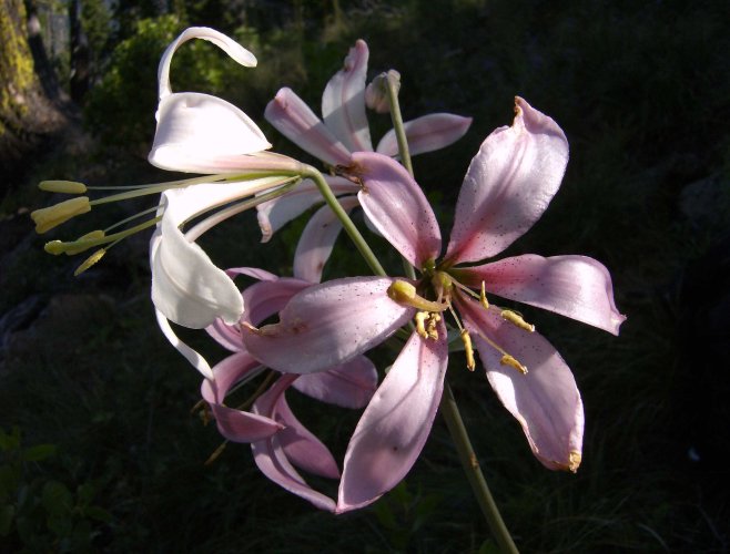 Cascade lily.jpg