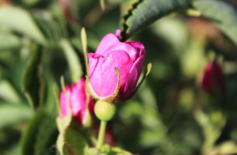 rose bud.JPG