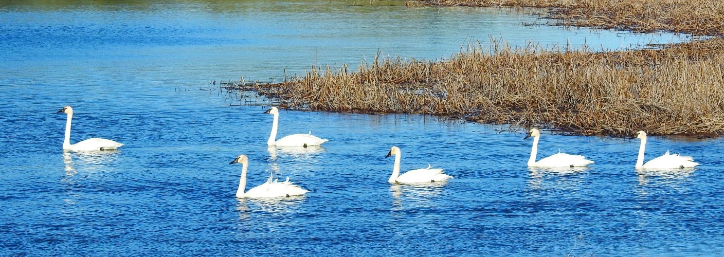 sixswans.JPG