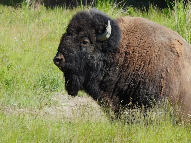 Bison176_4_3aspect.JPG