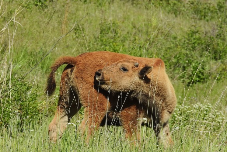 BisonCalf2.jpg