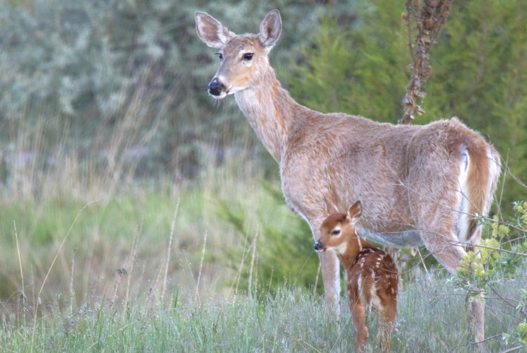 Fawn.jpg