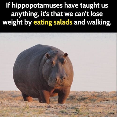 hippo.jpg