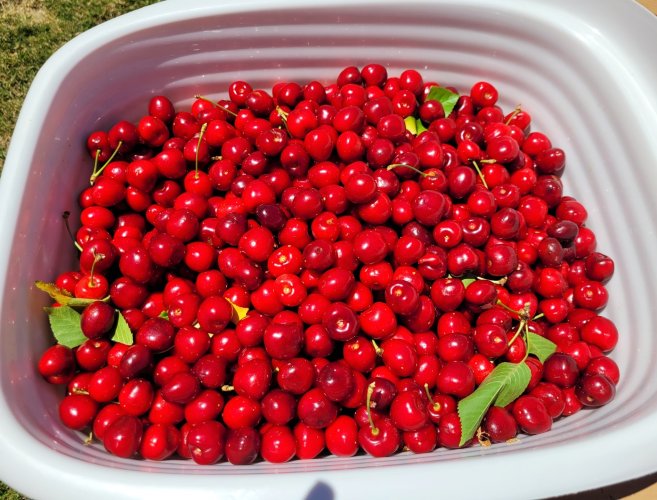 cherries.jpg