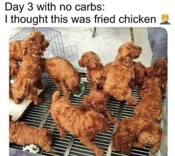 dogs.jpg