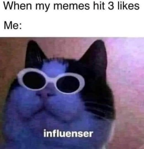 cat influencer.jpg