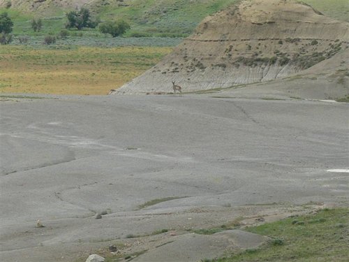 P1030254 (Medium).JPG