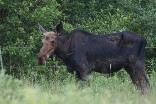 moose61.JPG