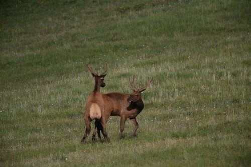 gay elk.jpg