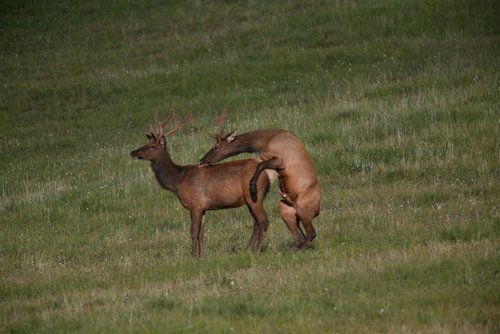 gay elk2.jpg