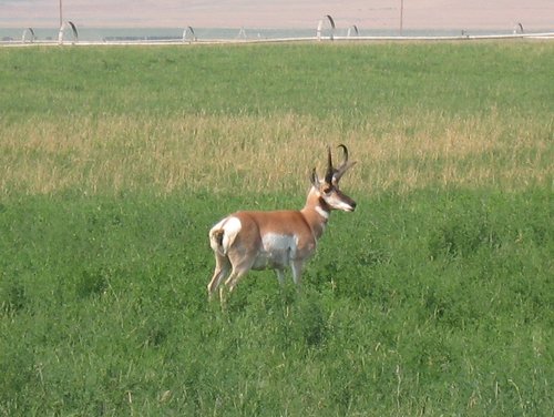 antelope2.JPG