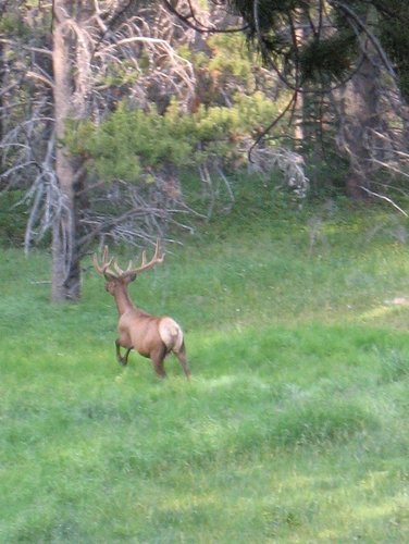 running elk.JPG