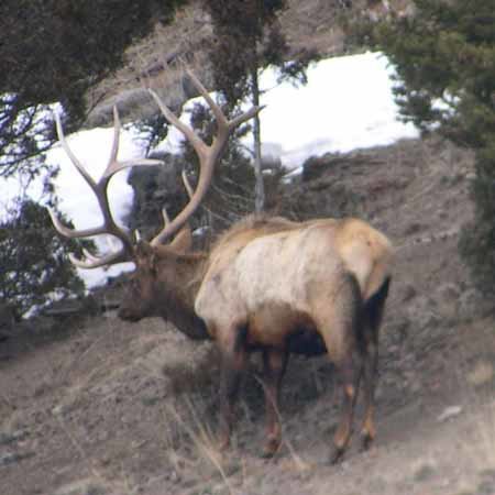 Elk7.jpg